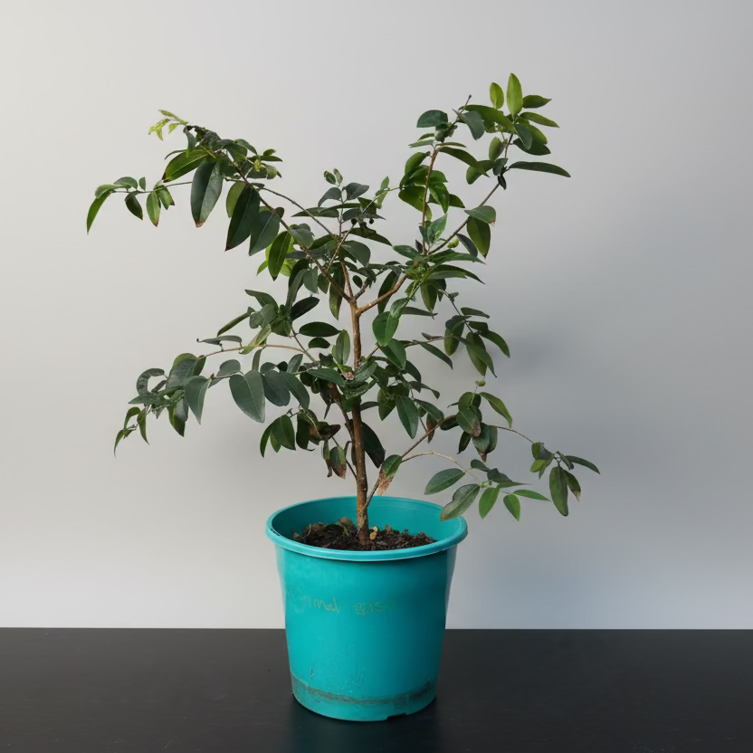 Rare - Jaboticaba - Grimal