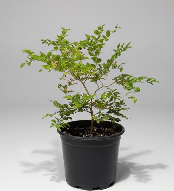 Rare - Jaboticaba Sabara